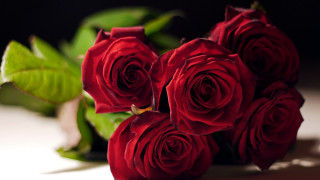 Red roses green plant white - a green leafy plant free wallpaper