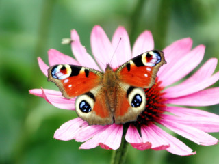 Butterfly pink flower green leaves 3 - the background and a blurry background behind free wallpaper