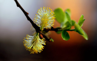 Branch yellow flowers green leaves - end free wallpaper for desktop