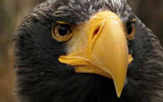 Bird prey yellow beak black 3 - prey free wallpaper