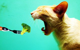 Cat eating broccoli fork conceptual - a fork free wallpaper