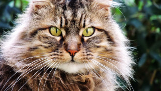 Cat green eyes bush leaves - green eye free wallpaper