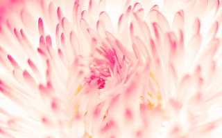 White flower pink petals macro - pink petal free wallpaper