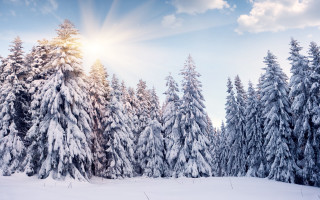 Snowy landscape trees sun blue - a snowy landscape free wallpaper for desktop