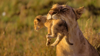 Lion cub mother tall grass - tall free wallpaper for desktop