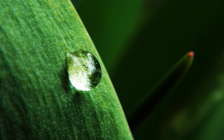 Water drop green leaf red - a green plant in the foreground free wallpaper