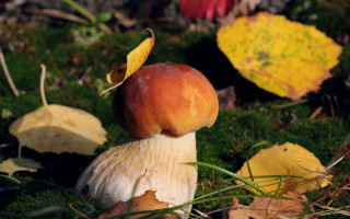 Mushroom greenfield autumn ecological bolswert - a mushroom free wallpaper