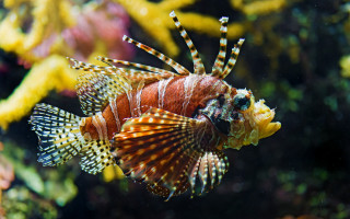 Lionfish coral reef holography bokeh - a coral reef free wallpaper