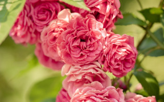 Pink roses green leaves macro - rose free wallpaper for desktop