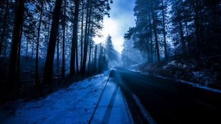 Snowy forest road matte painting 2 - the ground and trees free wallpaper