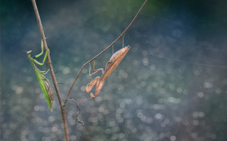 Praying mantis forest rain bokeh - rain free wallpaper