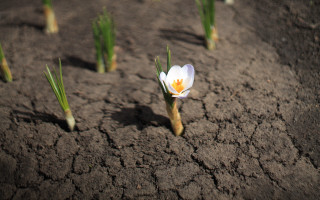 White flower dirt grass macro - a single white flower free wallpaper