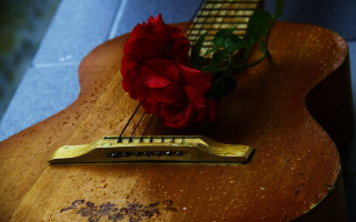 Guitar rose flower stilllife 8k - artistic free wallpaper