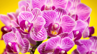 Purple flowers yellow background macro - bottom free wallpaper