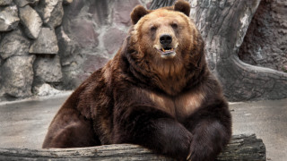 Brown bear log zoo tree - in a zoo enclosure free wallpaper