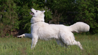 White dog field open mouth - dynamic pose free wallpaper