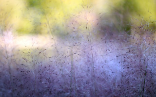 Blurry field grass trees impressionist - the background and a blurry background of trees free wallpaper