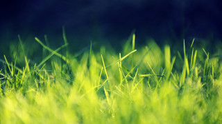 Grassy field blurry background tilt - a grassy field free wallpaper