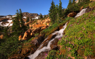 Small waterfall flower side trees - a mountain side free wallpaper
