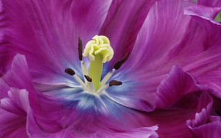 Purple blue flower yellow center - a purple flower free wallpaper