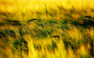 Grass field blurry autumn sunset - a blurry background of the grass and the grass free wallpaper