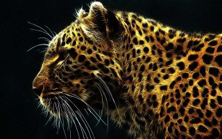 Leopard closeup black background yellow 2 - a black background behind free wallpaper