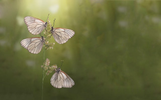 Three butterflies plant field sunlight - sunlight free wallpaper