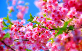 Pink cherry blossoms blue sky - chang daichien free wallpaper