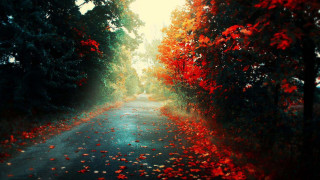 Road trees leaves sky red - the side of it free wallpaper