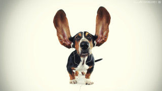 Dog large ear collar upward - new objectivity free wallpaper