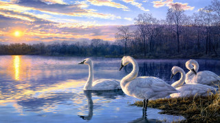 Swans lake sunset ocean waves - the sun setting behind them free wallpaper