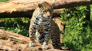 Leopard forest log camouflage jaguar - green grass and trees free wallpaper