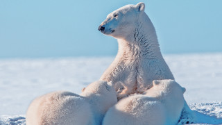 Polar bear snow ecological art - a polar bear free wallpaper