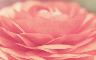 Pink flower blurry background soft - soft color free wallpaper