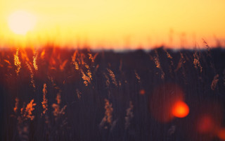 Field sunset lens flare autumn - tall grass free wallpaper for desktop