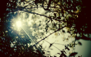 Tree branch sunshine blurry background - branch free wallpaper for desktop