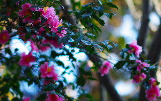 Pink flower bokeh garden forest - shallow free wallpaper for desktop