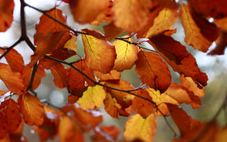 Fall leaves tree autumn blurry - a tree free wallpaper