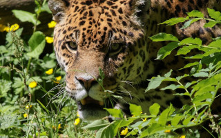 Leopard walking grass flowers wildlife - food free wallpaper