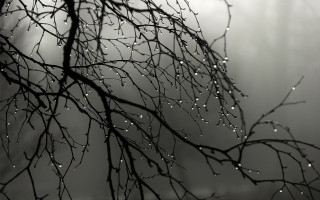 Water drops rain bamboo forest - chris friel free wallpaper