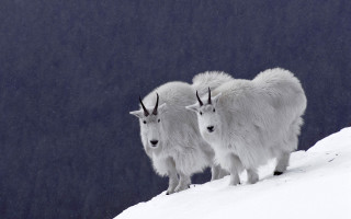 Mountain goats snowy hill aurora - the camera man free wallpaper