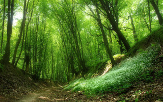 Forest path nature bush trees 2 - a green forest free wallpaper