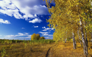 Dirt road trees grass blue 2 - autumn free wallpaper