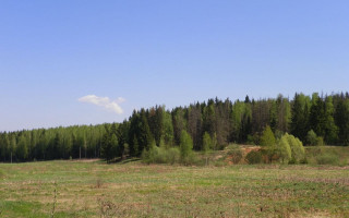 Field forest sky bush house - a forest in the background free wallpaper