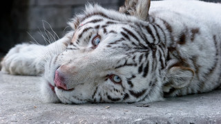 White tiger laying open mouth - a white tiger free wallpaper
