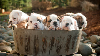 Puppies tub rocks gravel dog - a group of puppies free wallpaper