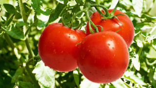 Three tomatoes garden water droplets - green background free wallpaper