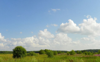 Field trees clouds forest horizon - a few bush and trees free wallpaper