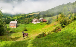 Horse field house trees fog - a house and trees free wallpaper