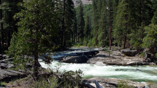 River forest rocks water rapids - river free wallpaper